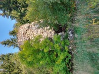 Varbevere tuuleveski